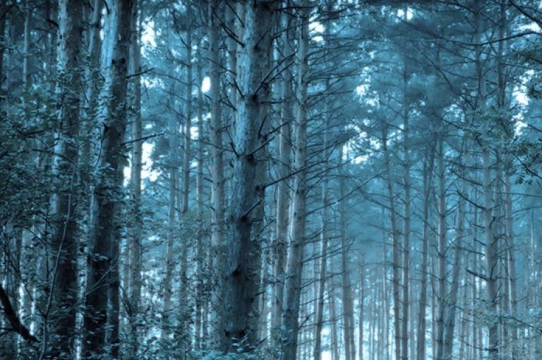 Initiative Holz BE - Wald - 3_2