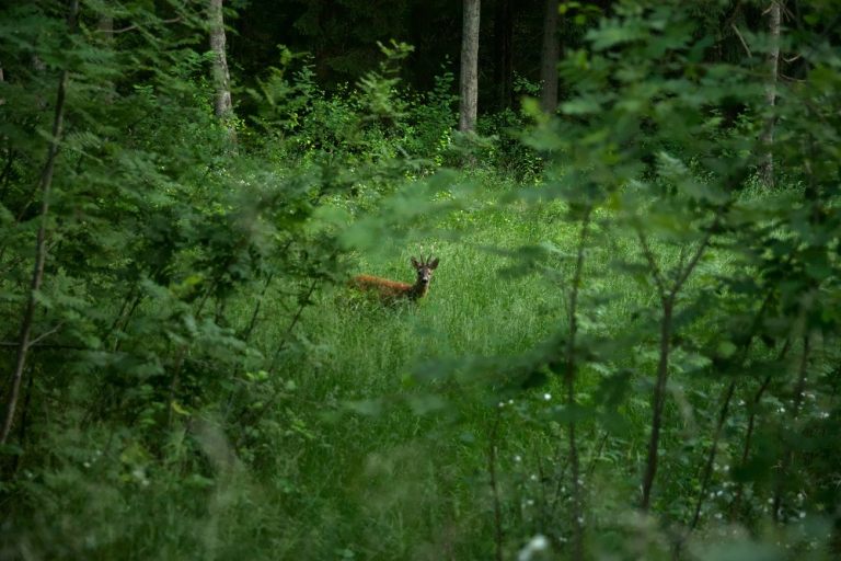 wild gefährdet wald